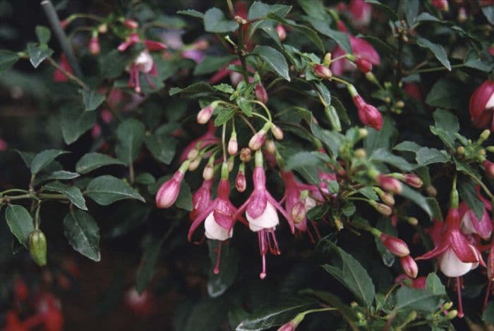 fuchsia 'Lady Thumb'