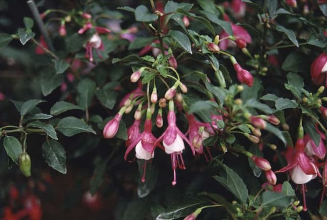 Fuchsia 'Lady Thumb'