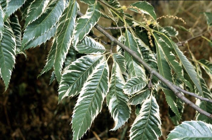 sweet chestnut 'Albomarginata'