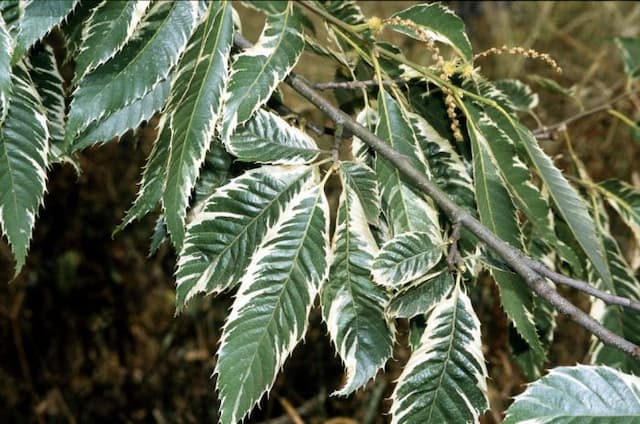 Sweet chestnut 'Albomarginata'