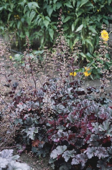 alum root 'Purple Petticoats'