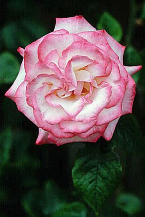 Rose [Händel]