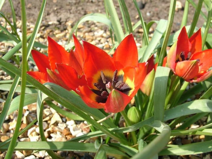 tulip 'Splendens'