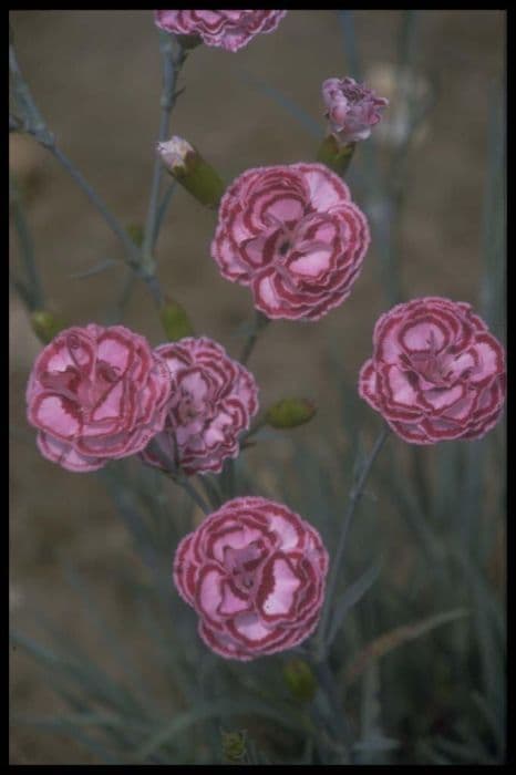 pink 'Becky Robinson'