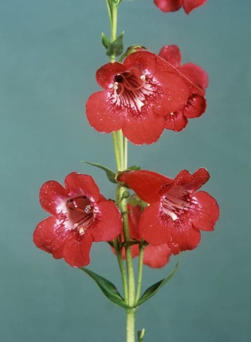 penstemon 'Flame'