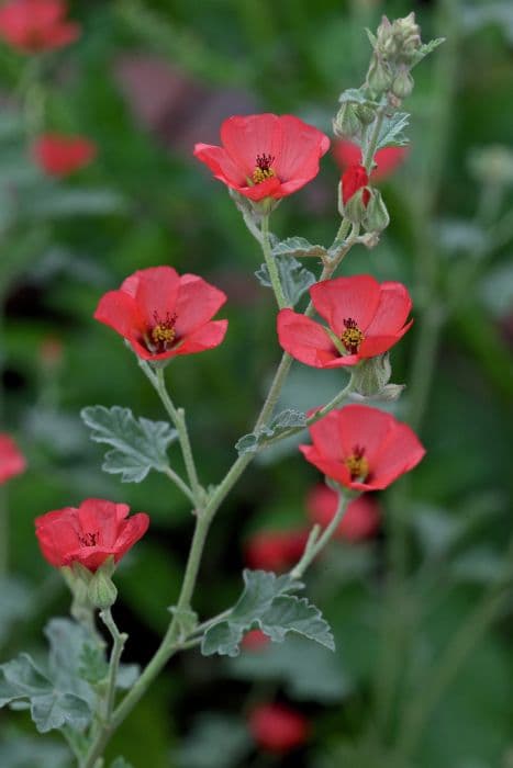 globe mallow 'Newleaze Coral'