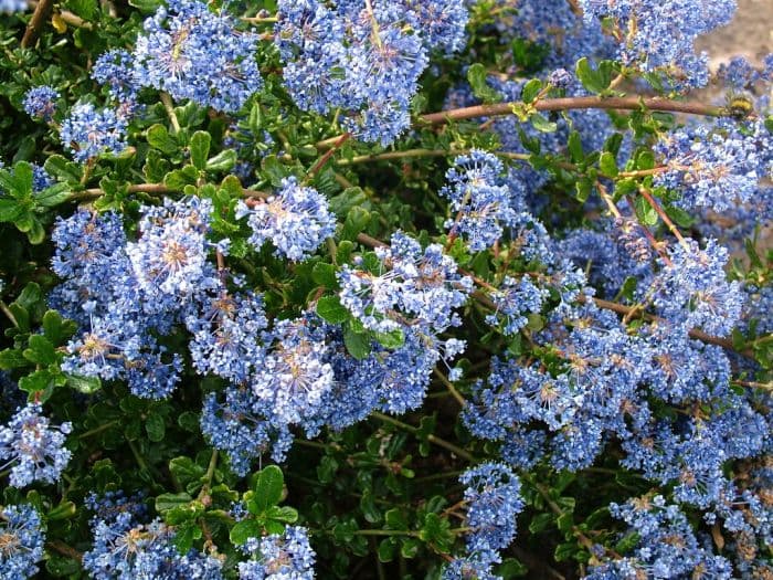 Californian lilac 'Pin Cushion'