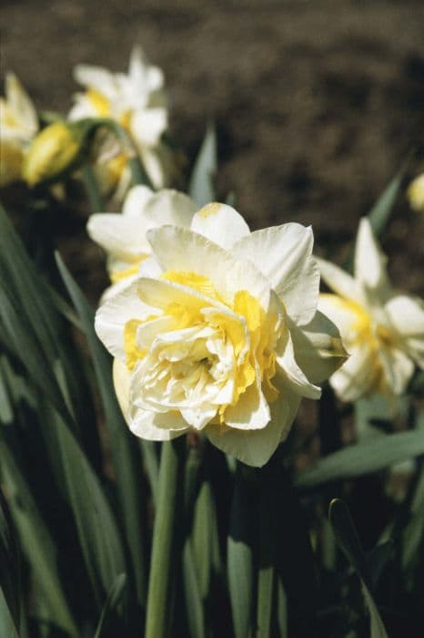 daffodil 'Lingerie'