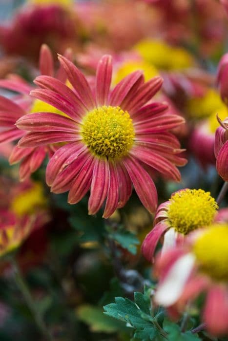 chrysanthemum 'Cottage Apricot'