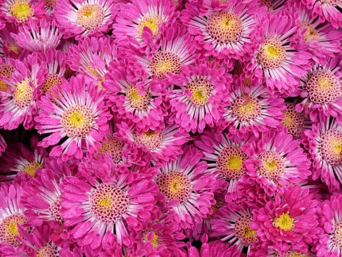 chrysanthemum 'Syllabub'