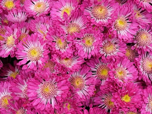 Chrysanthemum 'Syllabub'