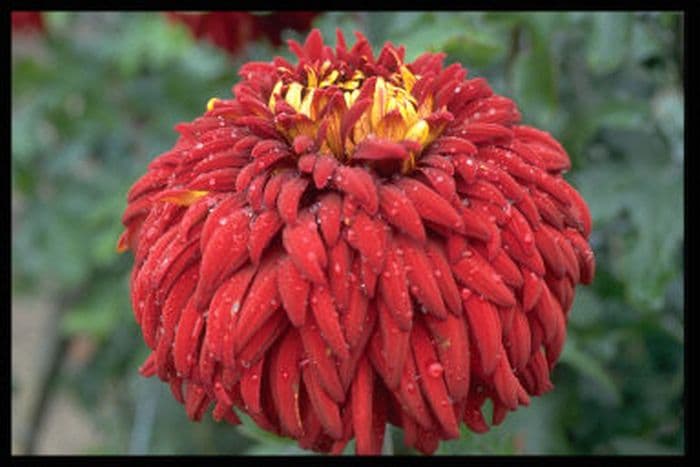 chrysanthemum 'George Griffiths'