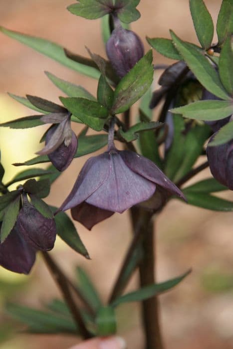 hellebore 'Smokey Blue'