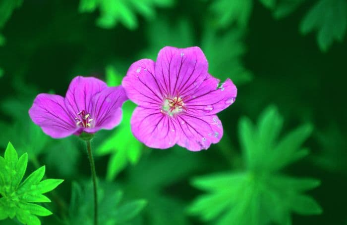 cranesbill 'Khan'