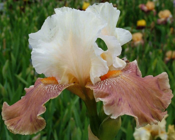 iris 'Frosted Biscuit'