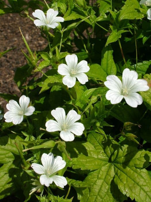 knotted cranesbill 'Silverwood'