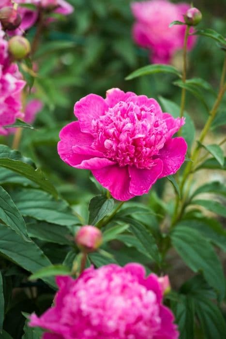 peony 'Barbara