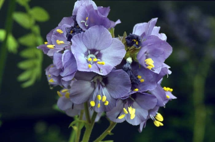 Jacob's ladder 'Scottish Garden'