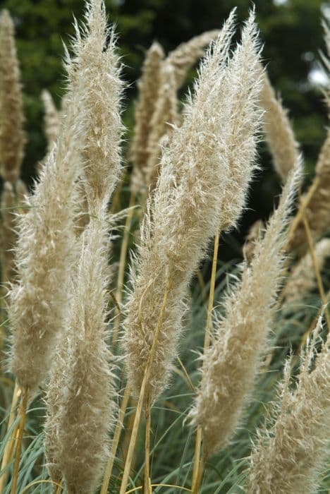 pampas grass 'Patagonia'