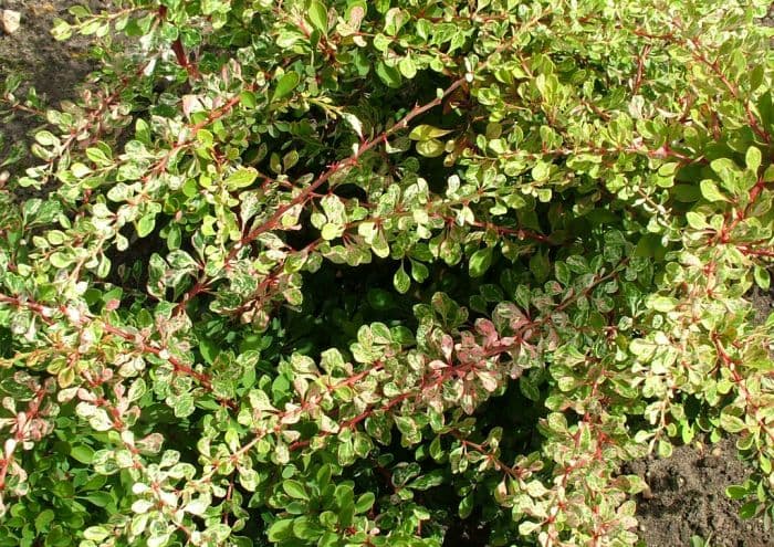 Japanese barberry 'Starburst'