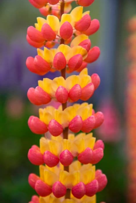 lupin 'Terracotta'