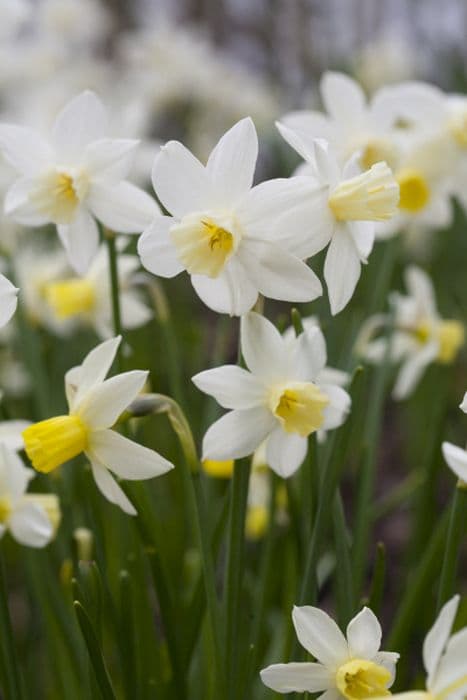 daffodil 'Sailboat'