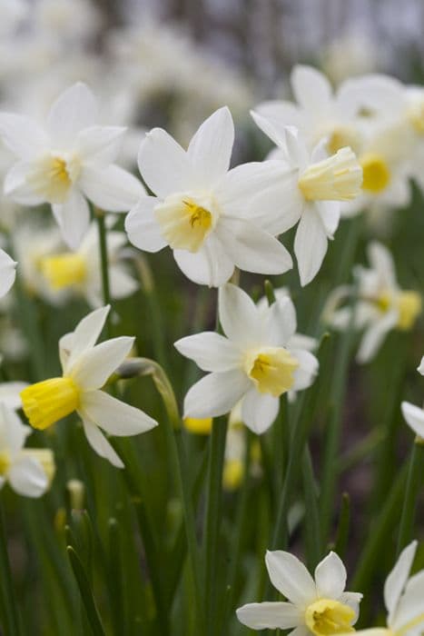 Daffodil 'Sailboat'