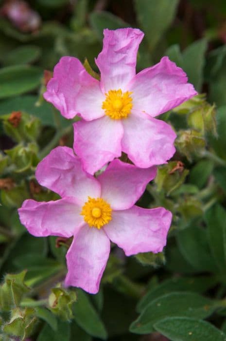 rock rose 'Grayswood Pink'