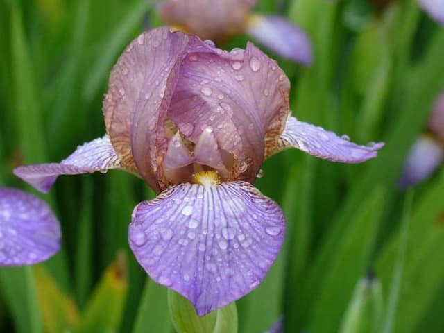 Iris 'Bangles'