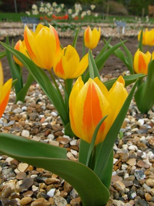Hewer's tulip