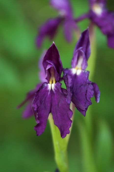 Cautleya-flowered roscoea 'Pennine Purple'