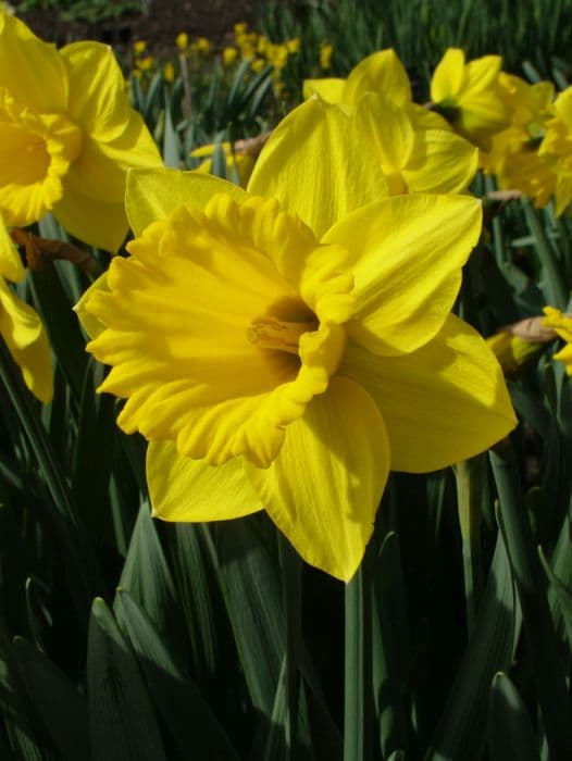 daffodil 'Patrick Hacket'