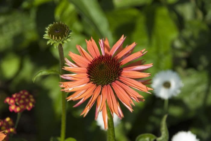 coneflower 'Sundown'