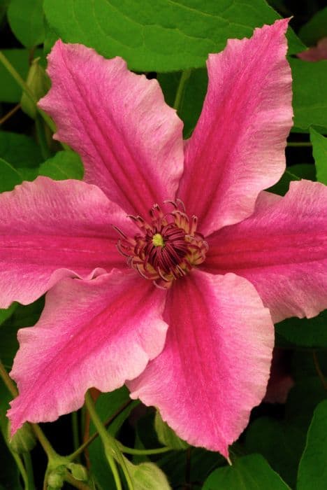 clematis [Ooh La La]