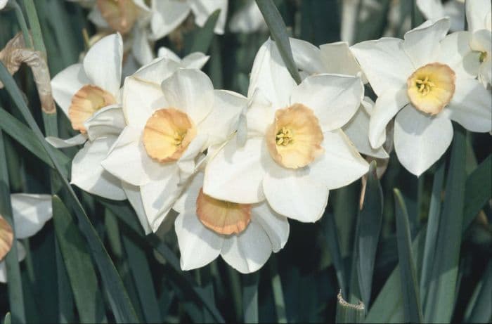 daffodil 'Rising Star'