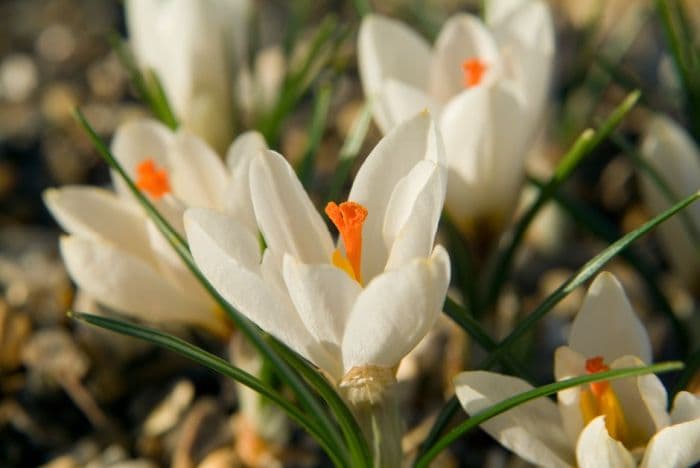 Maly crocus 'Sveti Roc'