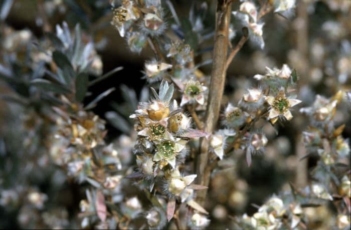 tea tree 'Silver Sheen'