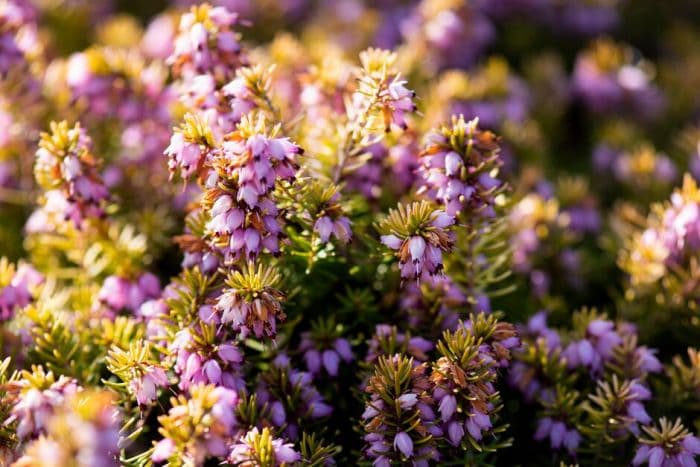 heather 'Moonshine'