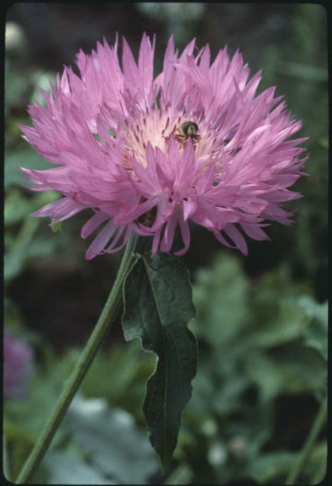 knapweed 'John Coutts'