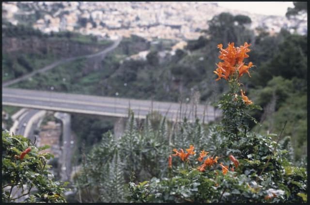 Cape honeysuckle