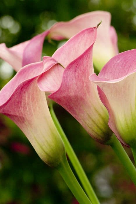 arum lily 'Captain Romance'