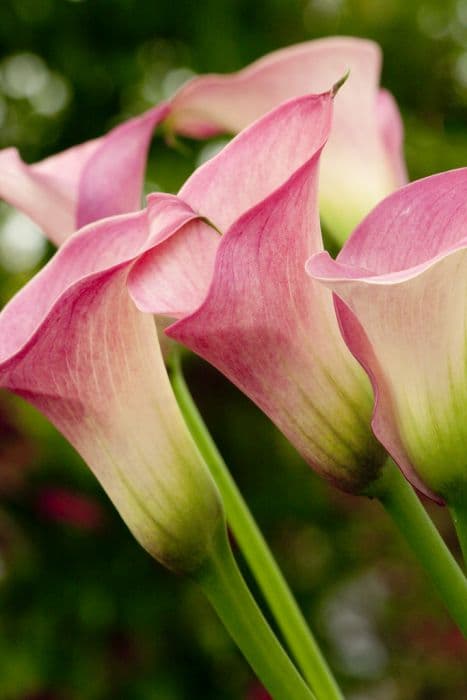 Arum lily 'Captain Romance'