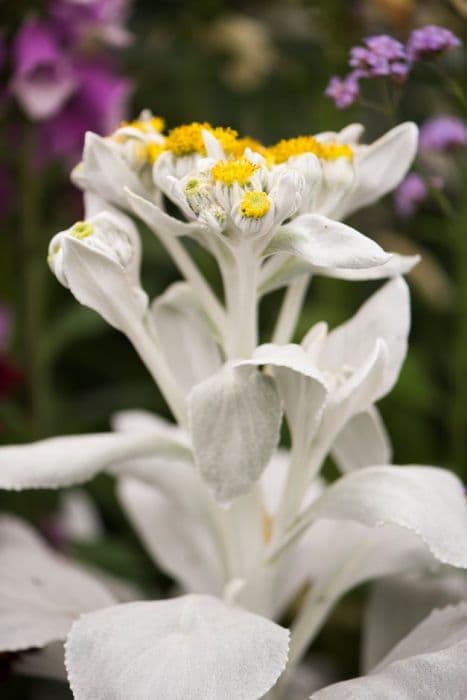 shining-white ragwort [Angel Wings]