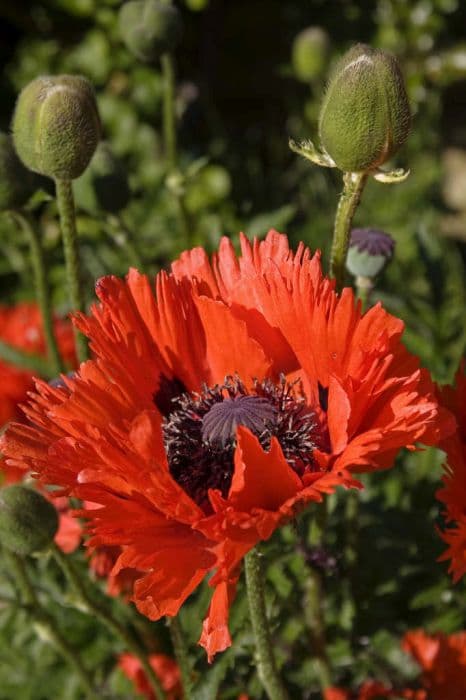 Oriental poppy 'Türkenlouis'