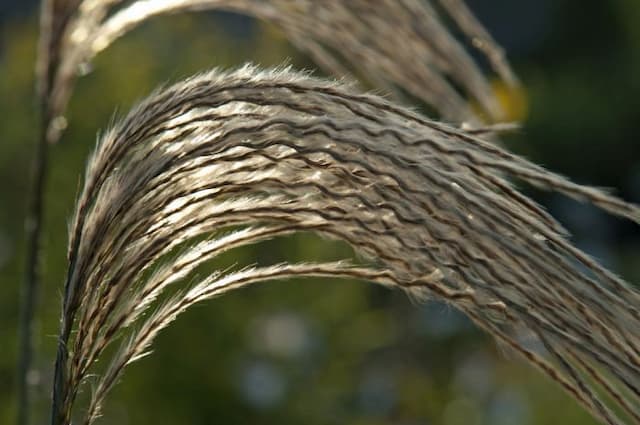 Himalayan fairy grass