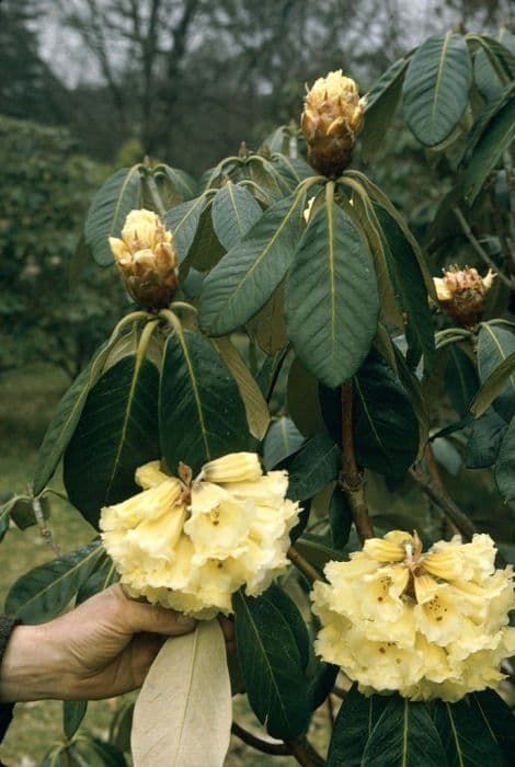 McCabe rhododendron