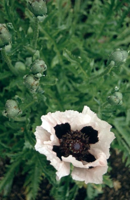 oriental poppy 'Cedric Morris'