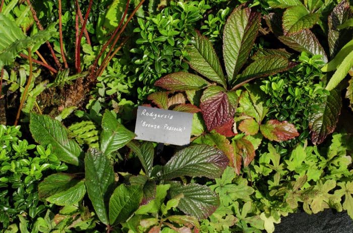 rodgersia 'Bronze Peacock'