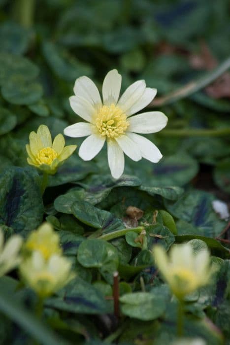 lesser celandine 'Randall's White'