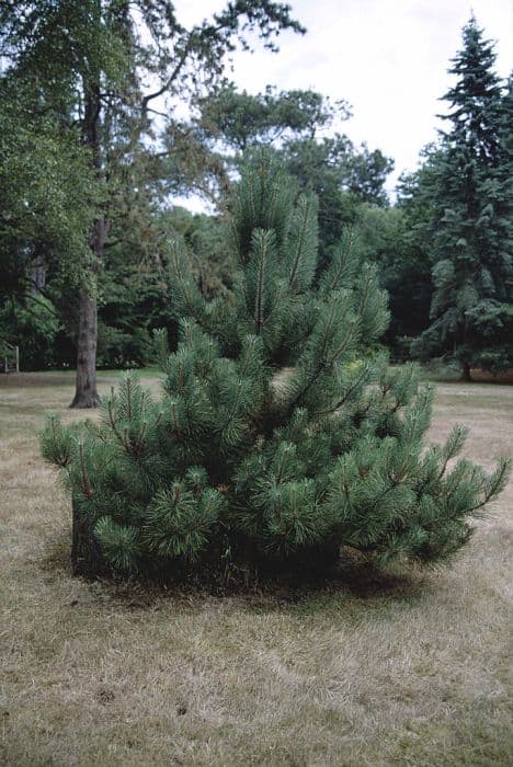 Bishop pine